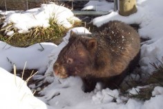 Współczesny wombat