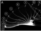 S. Poppinga et al., PLOS ONE, doi:10.1371/journal.pone.0045735.g001