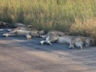 Richard Sowry, Kruger National Park