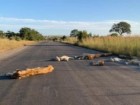 Richard Sowry, Kruger National Park