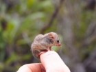 Ashlee Benc, Kangaroo Island Land for Widlife