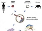 Tao Tan et al., Cell