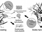 Wang J et al. (2022) New evidence for rice harvesting in the early Neolithic Lower Yangtze River, China. PLoS ONE 17(12)