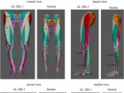 Wiseman Ashleigh L. A. „Three-dimensional volumetric muscle reconstruction of the Australopithecus afarensis...” R. Soc. open sci, 2023