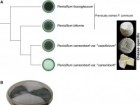 J. Ropars et al. Domestication of the Emblematic White Cheese-Making Fungus.., Current Biology, Vol. 30, Issue 22