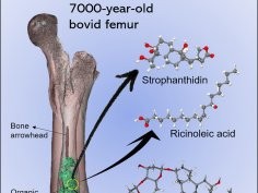 Justin Bradfield et al. „A 7,000-year-old multi-component arrow poison...”, iScience, Volume 27, Issue 12, 2024, doi.org/10.1016/j.isci.2024.111438