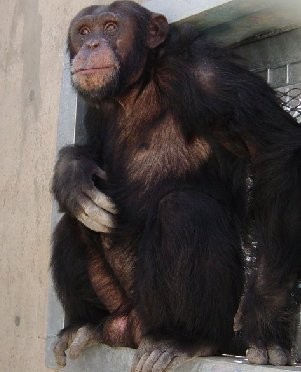 Save the Chimps